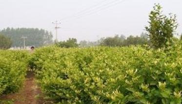 金银花种植品种选择（金银花种植什么品种好）