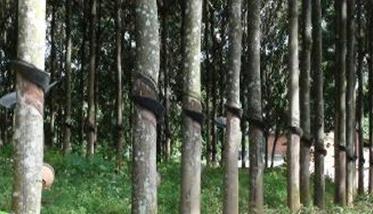 橡胶树的施肥技术要点