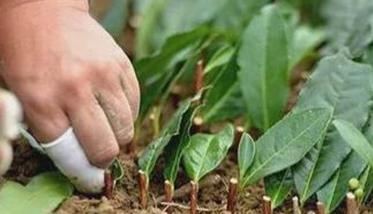 茶树种子什么时候播种 茶树种子什么时候播种好