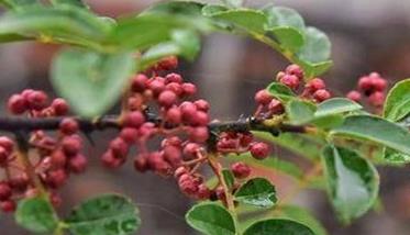 花椒锈病怎么预防和治疗