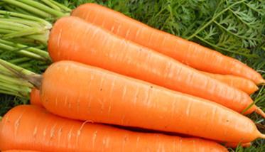 胡萝卜的功效与作用 胡萝卜的功效与作用与主治