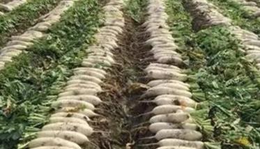 萝卜施肥管理技术（萝卜施肥方法）