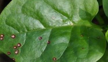 木耳菜的常见病虫害有哪些 木耳菜的常见病虫害有哪些图片