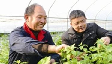 大棚菜用枸杞无公害高产栽培技术 大棚菜用枸杞无公害高产栽培技术有哪些