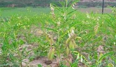 黄芪种植后如何管理 黄芪种植后如何管理土壤