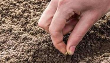 胡萝卜什么时间种植合适（胡萝卜什么时间种植合适冬天）