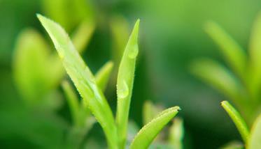 茶树种植中茶芽瘿蚊的防控技术（茶树瘿螨用什么药最防治）