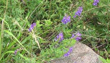 黄芩高产栽培技术 黄芩的栽培种植技术