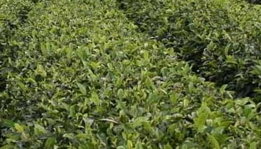 苦丁茶高产栽培技术（苦丁茶种植）