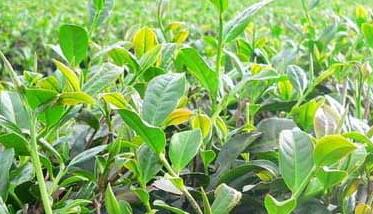 茶树栽植的茶籽直播和移栽技术 茶籽树栽培的基础知识