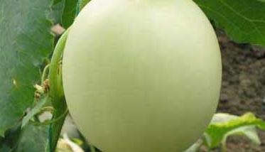 香瓜的营养价值 绿宝香瓜的营养价值
