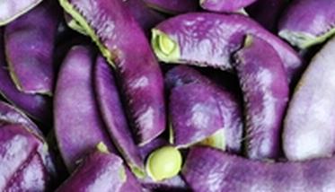 紫色扁豆的营养价值 紫色扁豆有什么营养