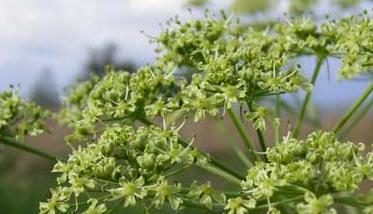 白芷种植时间是什么时候 白芷的种植时间