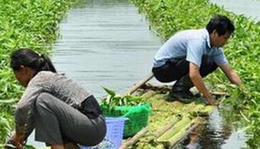 水上种植空心菜方法和技巧（怎样在水中种植空心菜）