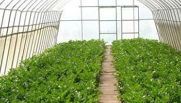 青椒大棚栽培步骤与新技术
