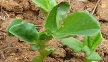 蚕豆种植条件与种植方法 蚕豆种植方法及种植时间