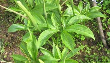 异叶天南星图片 异叶天南星和天南星的区别