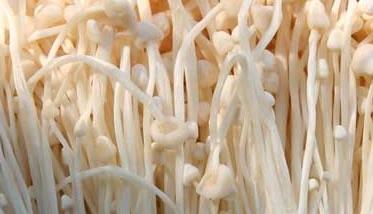 金针菇的种植－金针菇图片 金针菇的种植方法图片
