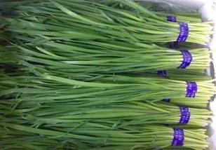 无公害韭菜病虫害防治方法 韭菜病虫害防治技术