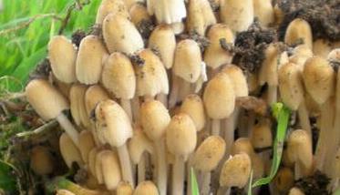 杨树蘑菇的营养价值有哪些（杨树蘑菇的作用）