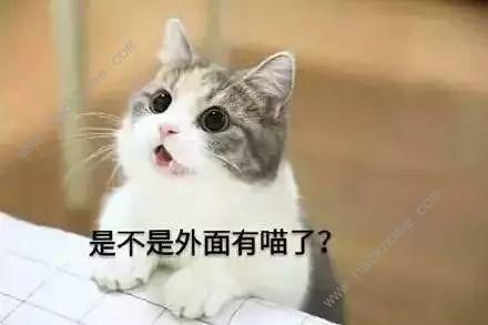 抖音三只猫蹦迪表情包大全:抖音三只猫点头蹦迪表情包gif动图[多图]图片2