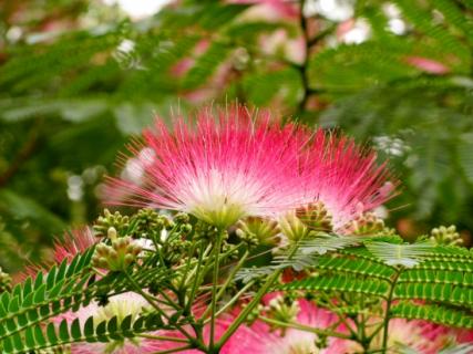 芙蓉树 芙蓉树适合庭院种植吗