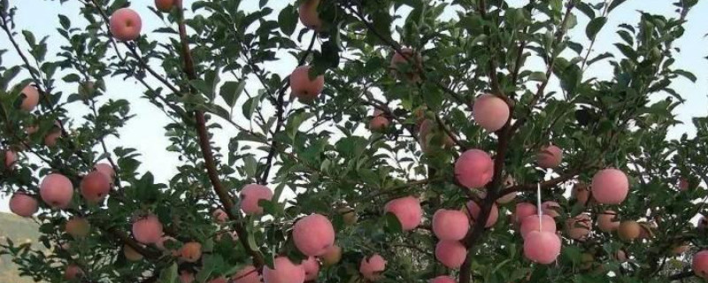 苹果树上可以嫁接啥树 苹果树上都能嫁接什么果树