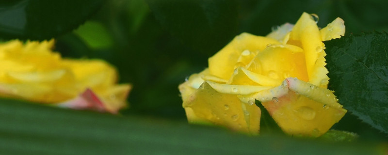 藤彩虹花期 藤彩虹开花