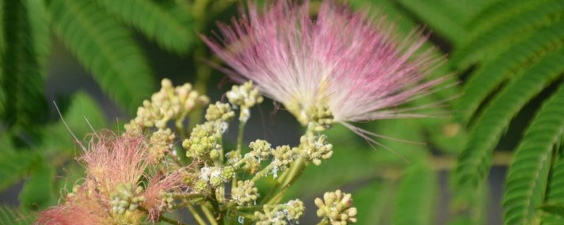 芙蓉树花的功效（芙蓉树花的功效与作用）