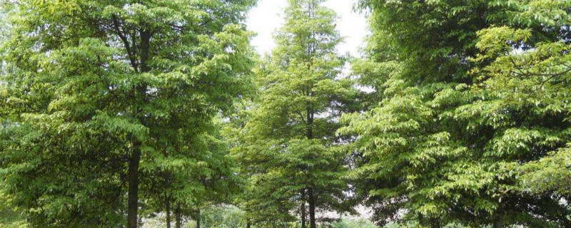 金丝楠木和红木哪个贵（金丝楠木和红木哪个贵?有什么区别?）