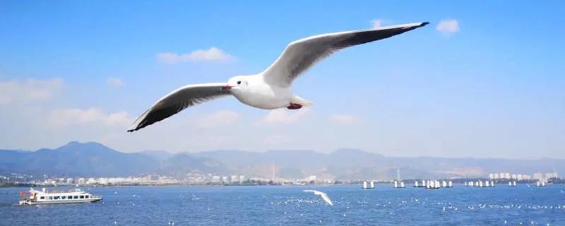 海鸥的象征（海鸥的象征是什么）