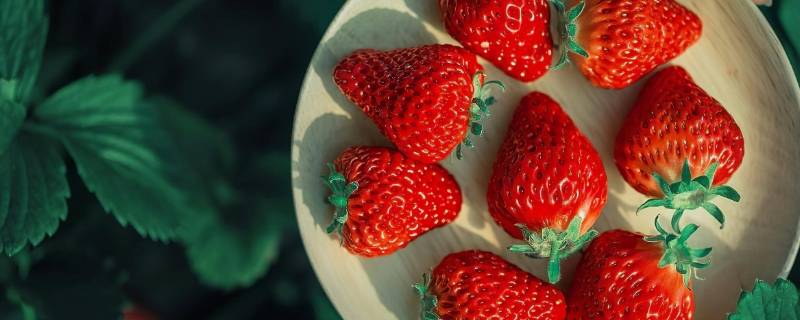 草莓一年四季都有吗（草莓园一年四季都有草莓吗?）