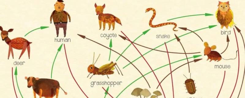 食物链包括哪些成分（食物链含有的生物成分是什么）