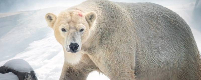 北极熊是什么行家 北极熊的地位