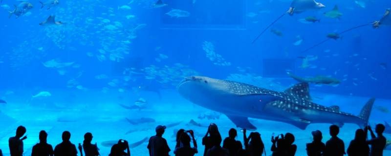 青岛水族馆建于哪一年（青岛水族馆是中国最早的水族馆建于几几年）