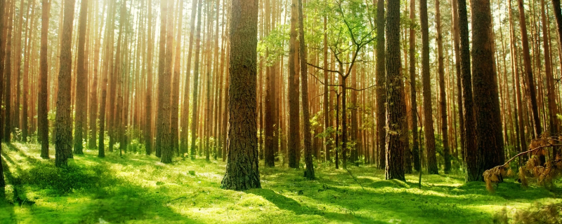 植树造林对保护环境的作用有哪些（绿化和造林对环境保护的作用）