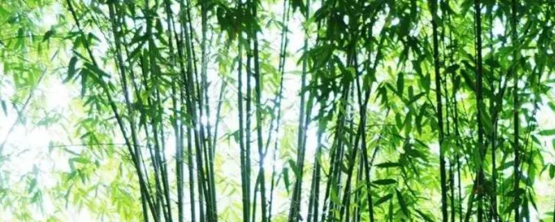 竹子的寿命一般多长 竹子寿命长吗