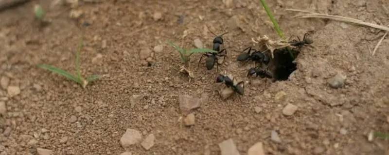 蚂蚁洞口一般朝什么方向 蚂蚁洞口朝哪边
