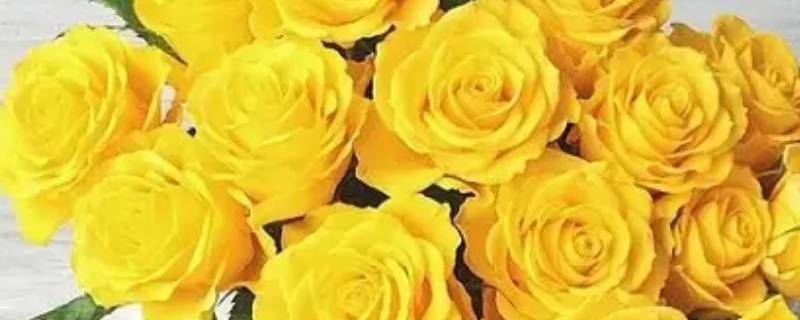 七朵黄玫瑰代表什么意思 七朵黄玫瑰的花语是什么意思