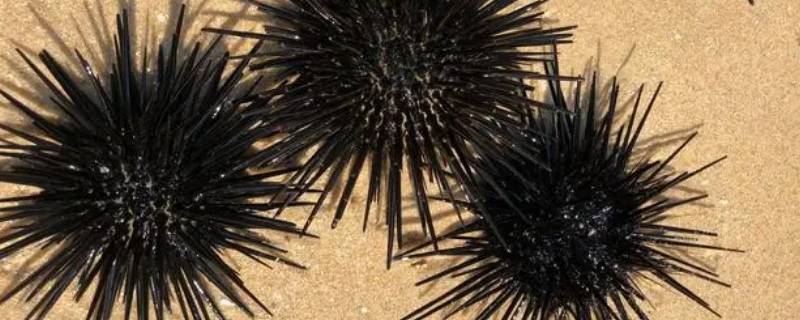 海胆怎么处理干净（海胆怎么清理干净）