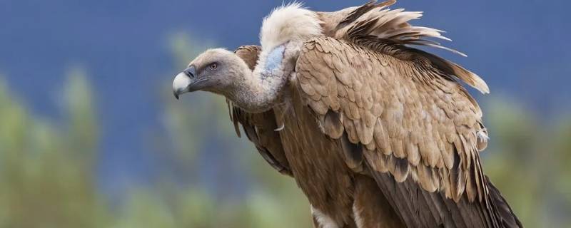 秃鹫是几级保护动物 秃鹫属于几级保护动物