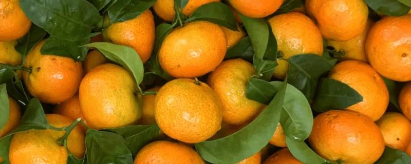 砂糖橘又叫几月橘子 砂糖橘什么时候成熟