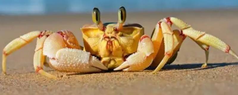 母螃蟹肚子里黑色的膏状物是什么（母螃蟹里面黑色膏状的东西是什么）