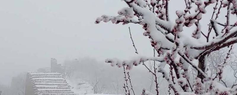 立春后下的雪叫什么雪（立春后下的雪是瑞雪吗）