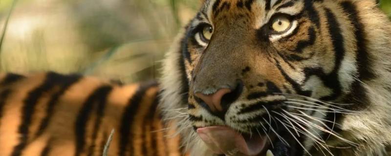 虎的习性 虎的生活特性