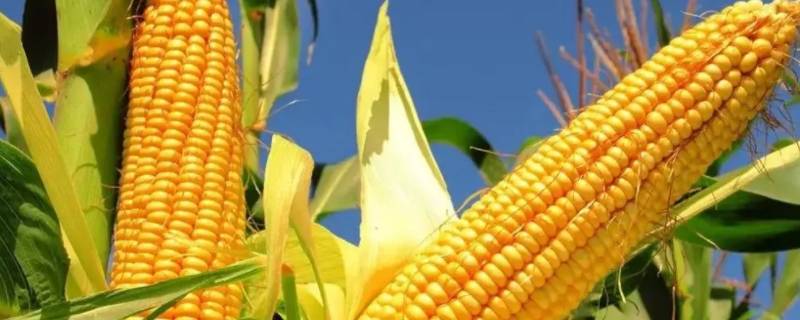 玉米代表什么象征意义 玉米象征着什么意义