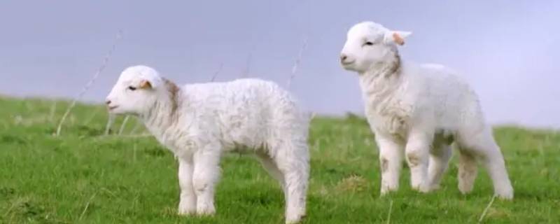 羊顶人是什么原因 羊顶人是什么意思