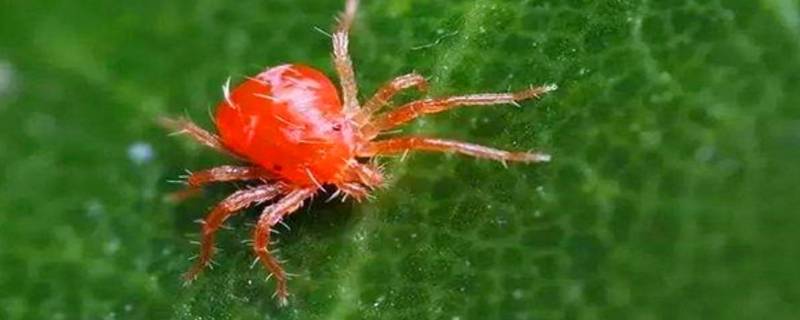 红蜘蛛简单消灭方法 红蜘蛛的消灭方法