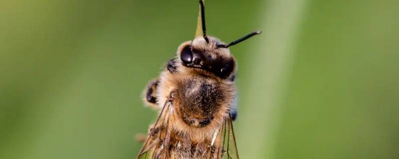 蜂王死了蜜蜂会马上飞走吗 蜜蜂蜂王死了蜂还能存活吗