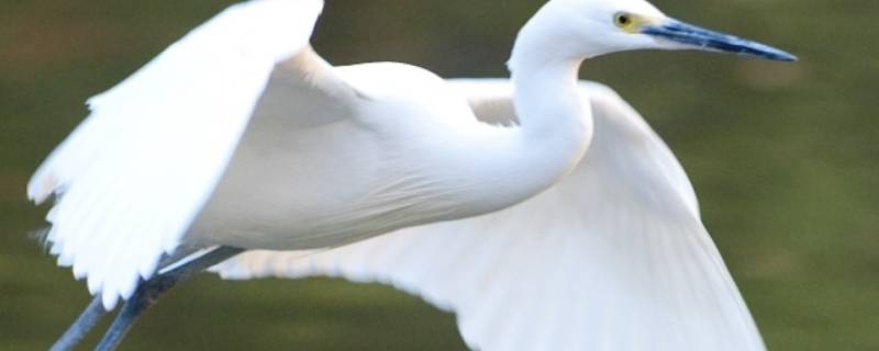白鹭的翅膀有多长 白鹭的翅膀有多长厘米